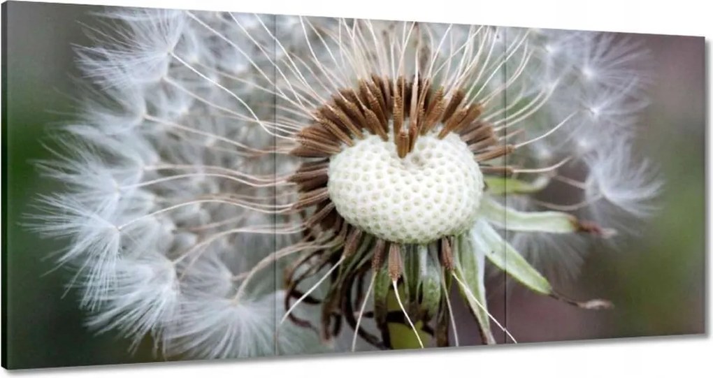 Vászonkép 180x90 Pitypang Virág Virágok