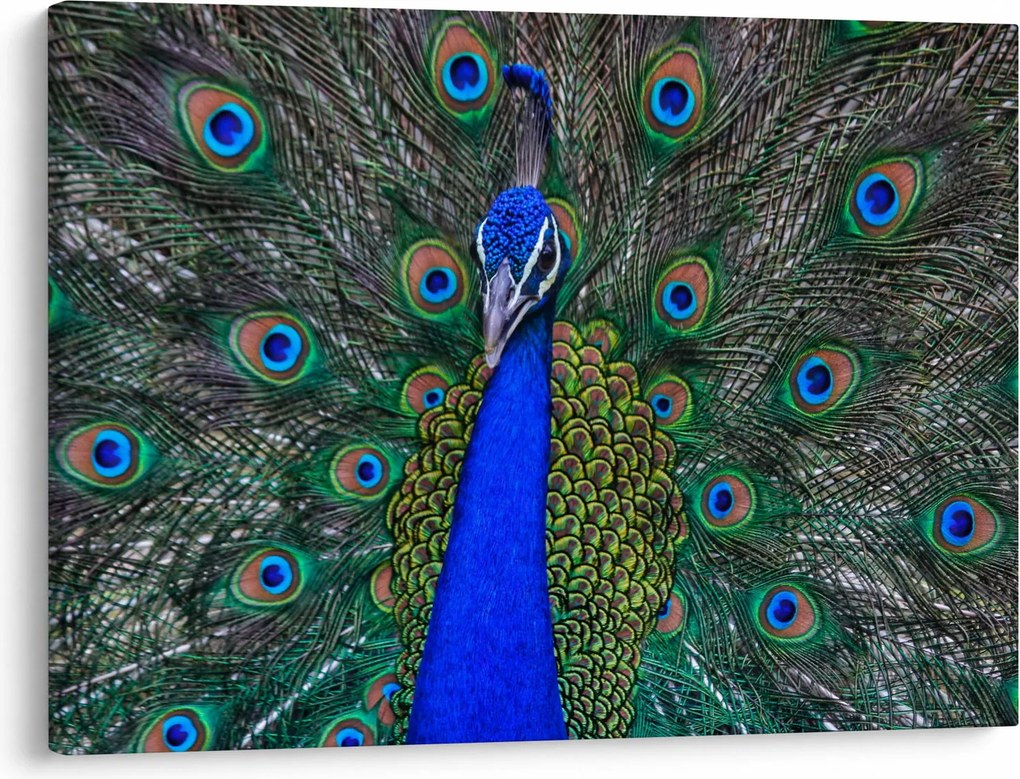Kép - Páva (70x50 cm)
