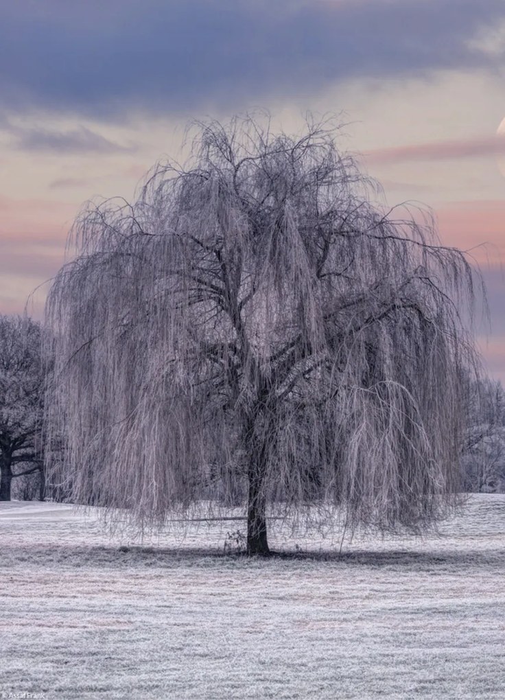 Poszter 20,5x28,4cm Fagy borítja, Assaf Frank