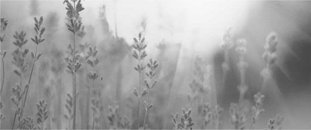 Kép - Levendula (120x50 cm)