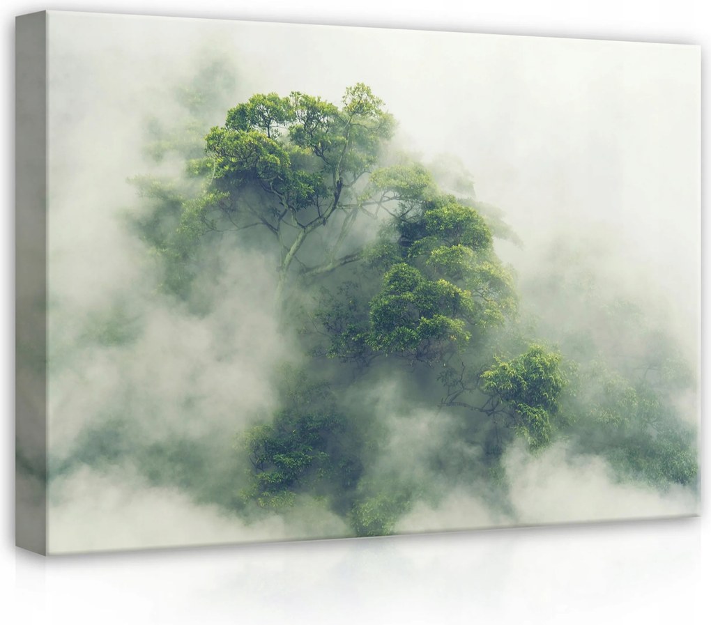 Vászonkép 70x50 Erdő a ködben misztikus erdő ködös reggel zöld természet nyugalom
