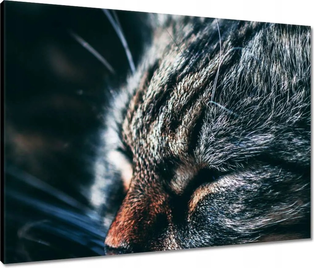 Vászonkép 80x60 Cica Cicák