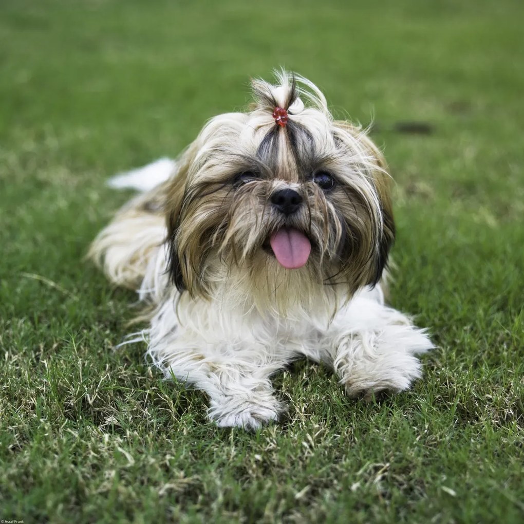 Poszter 40x40cm Bájos kis kutyus a fűben, Assaf Frank