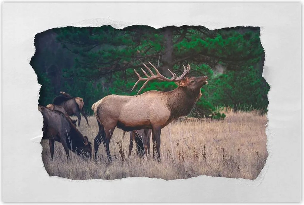 Poszterek 120x80 Szarvas Erdő Tájkép