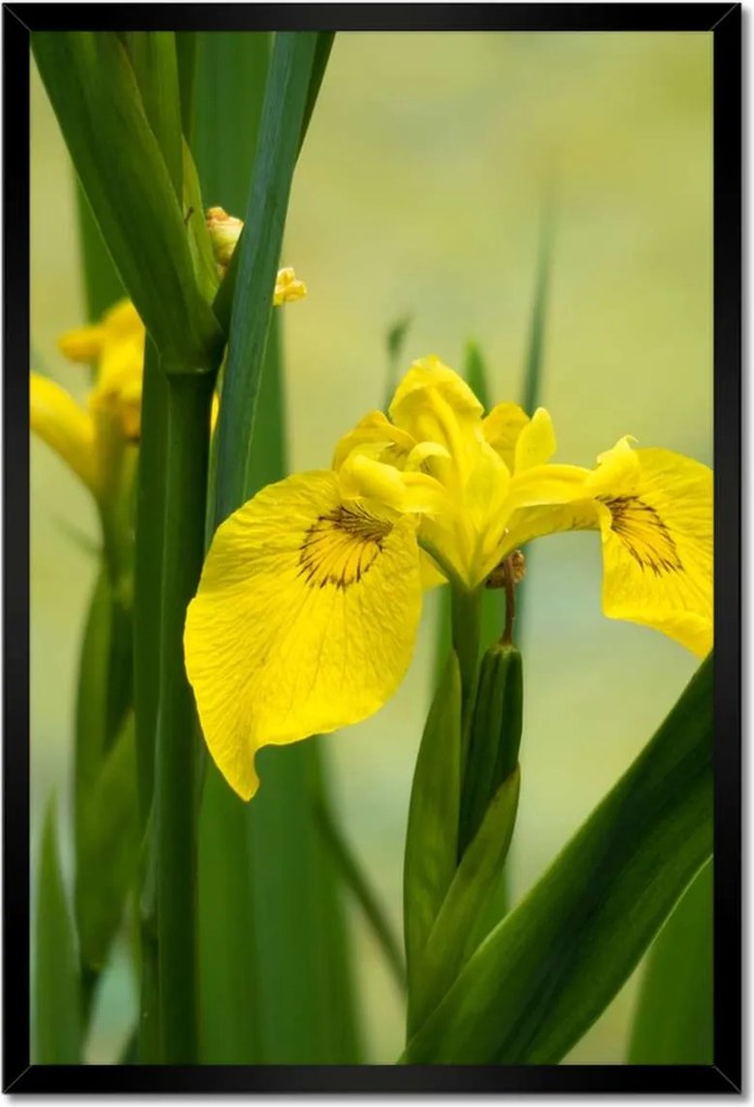 Poszterek keretben 40x60 Virágok