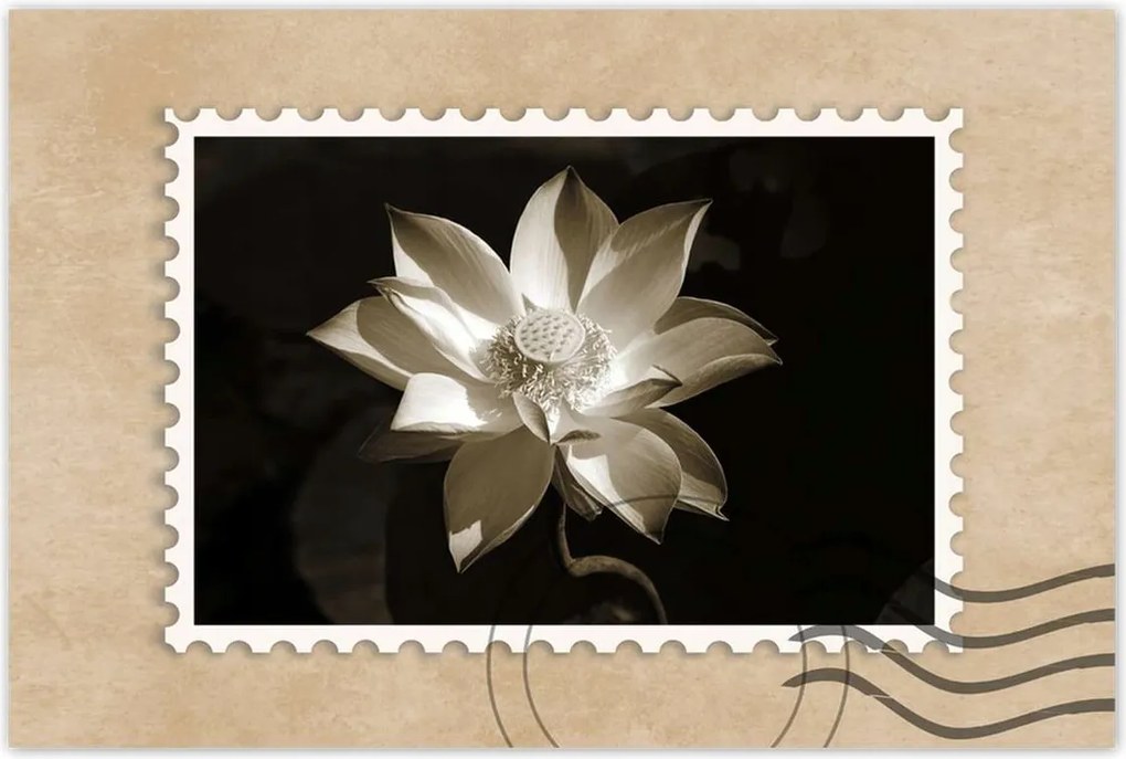 Poszterek 90x60 Lótusz Lótuszvirág