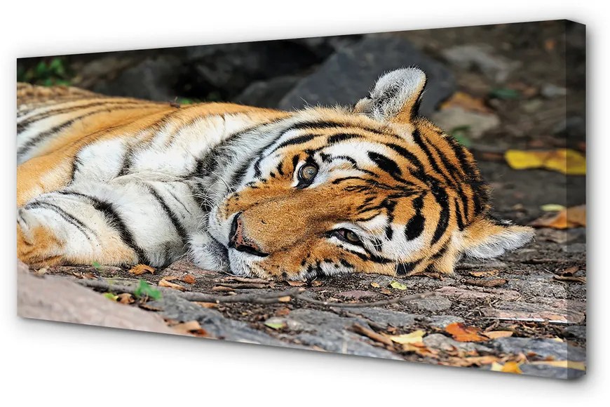 Canvas képek fekvő tigris 100x50 cm