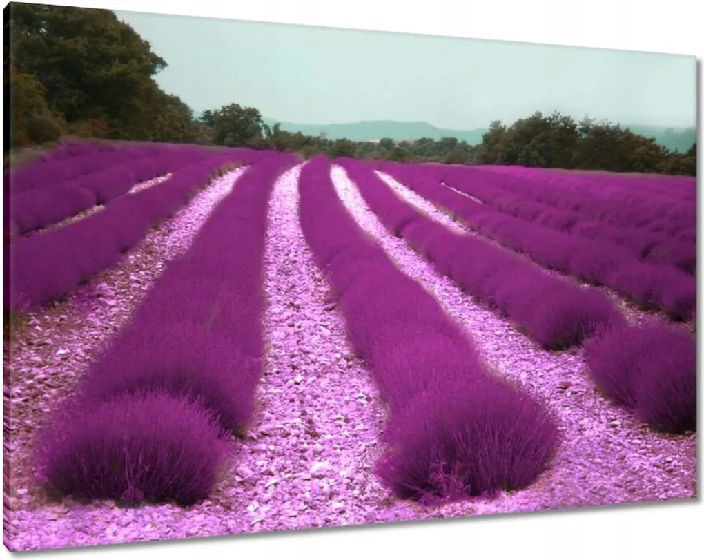 Vászonkép 100x70 Levendulamező