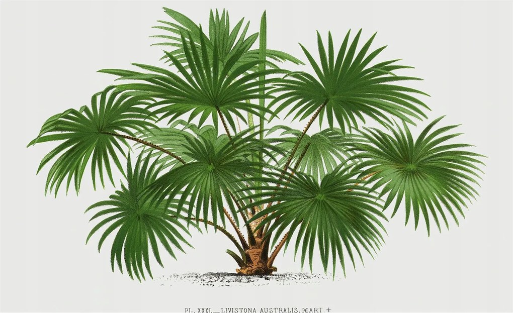 Design fotótapéta Flizelin falra Egzotikus minta 416x254 Ragasztó