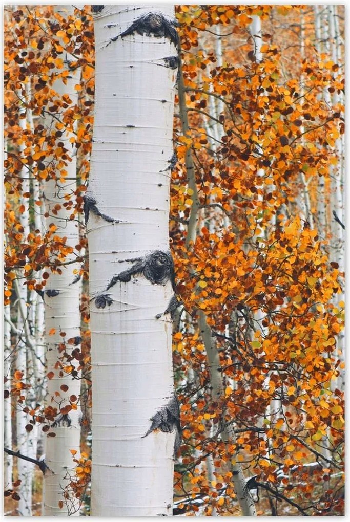 Poszterek 60x90 Őszi táj Nyírfa