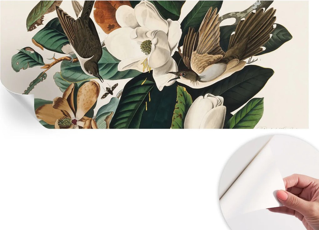 Modern öntapadós fotótapéta Mosható Madarak magnólia 250x104 cm
