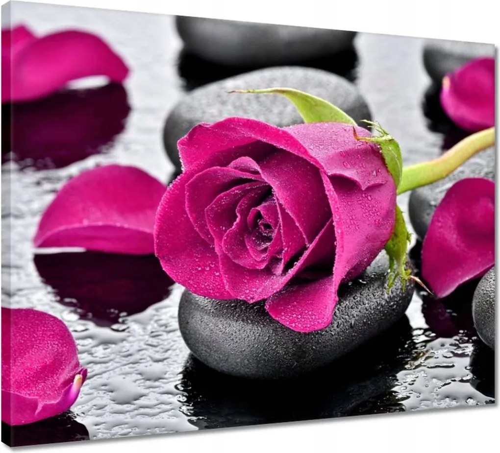Vászonkép 50x40 Rózsaszín rózsa köveken