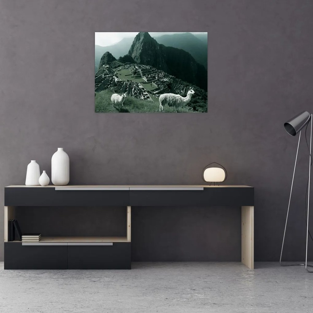 Üveg kép - Lámák a perui Machu Picchunál (70x50 cm)