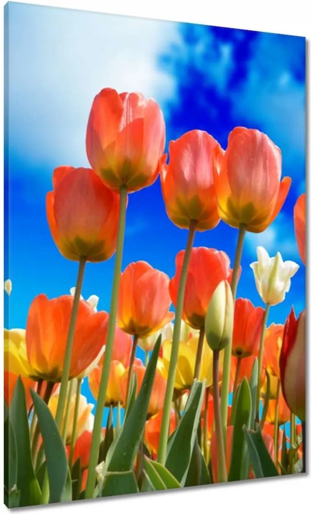 Vászonkép 70x100 Színes tulipánok