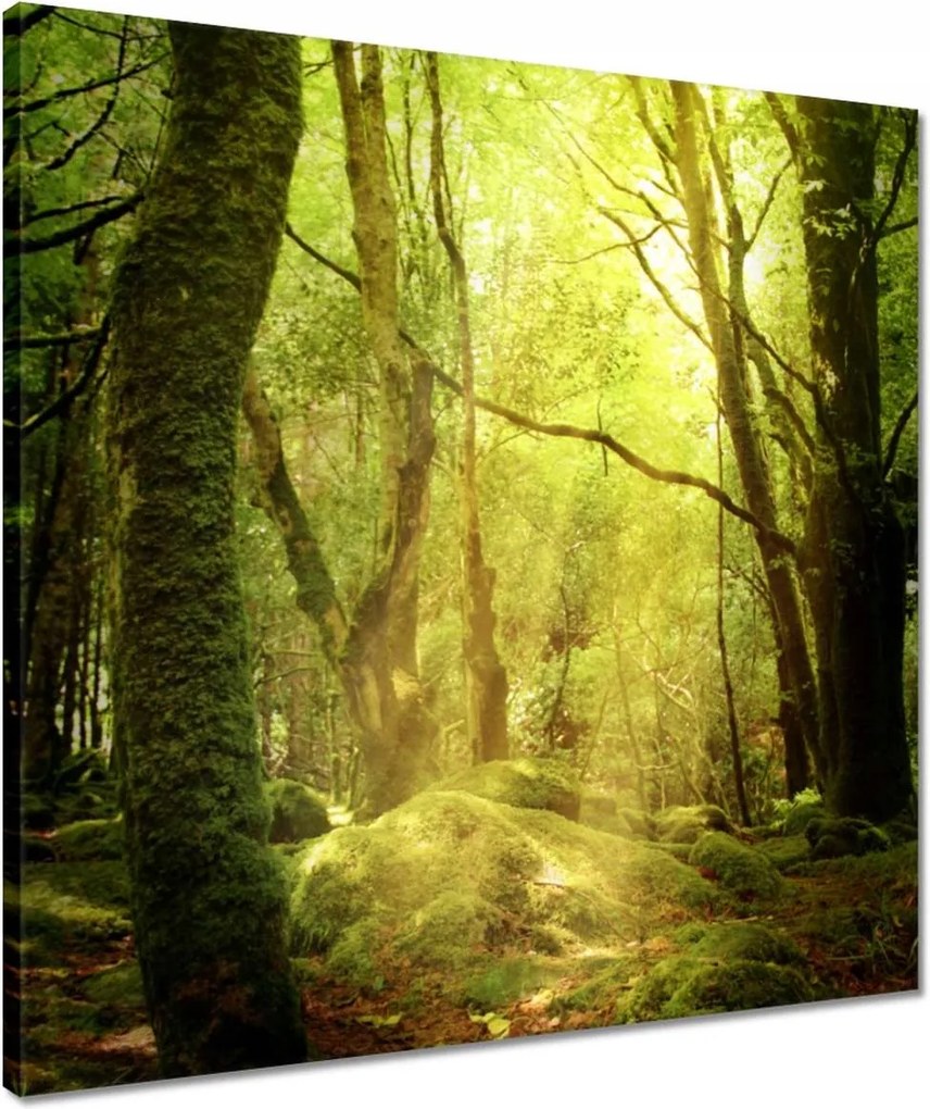 Vászonkép 50x50 Varázslatos erdő Tájkép
