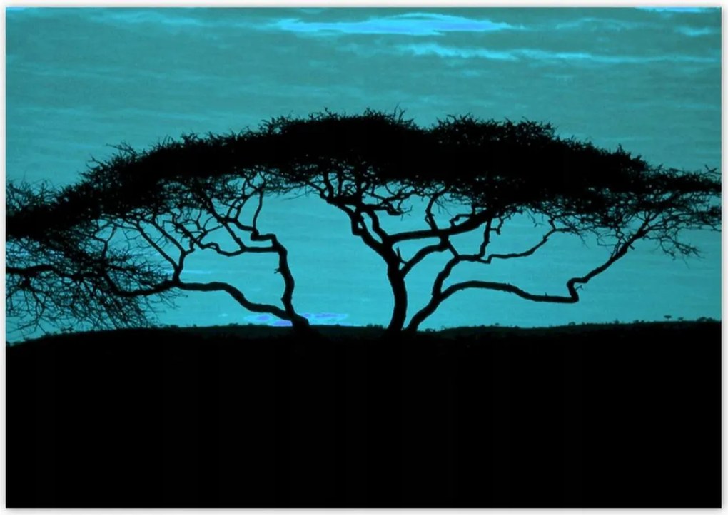 Poszterek 100x70 Akác a szavannán