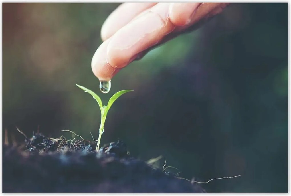 Poszterek 120x80 Palánta növény csepp