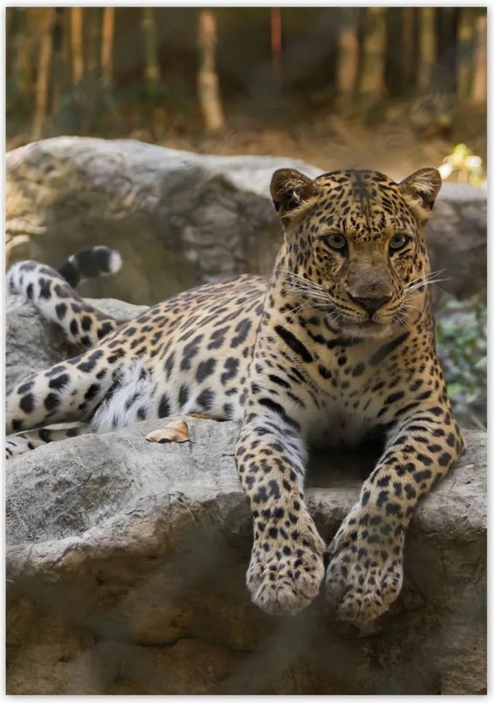 Poszterek 70x100 Leopárd