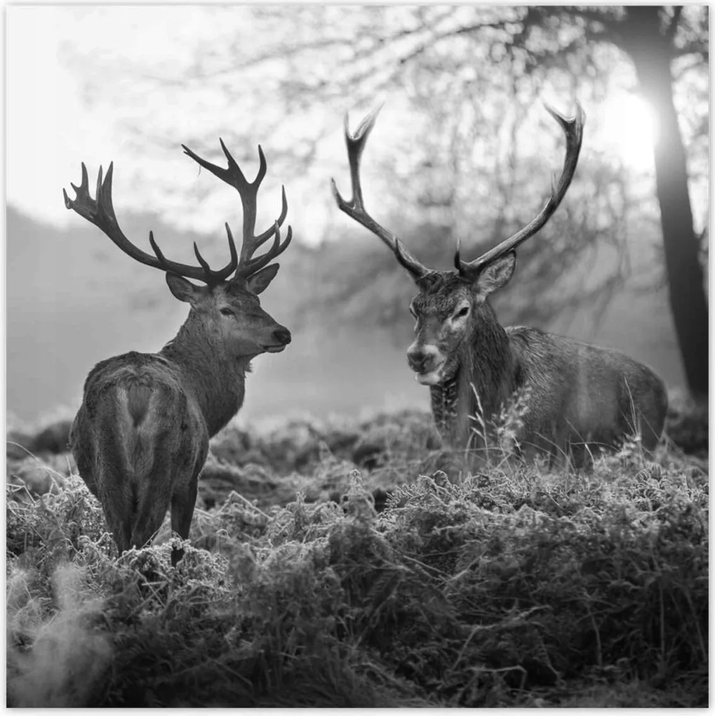 Fotótapéták 208x208 Fekete-fehér szarvasok