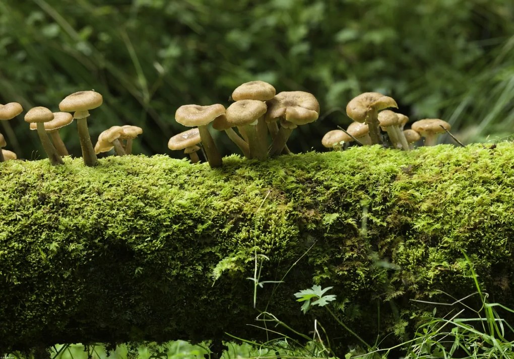 Poszter 66,5x46,5cm Gomba, Assaf Frank