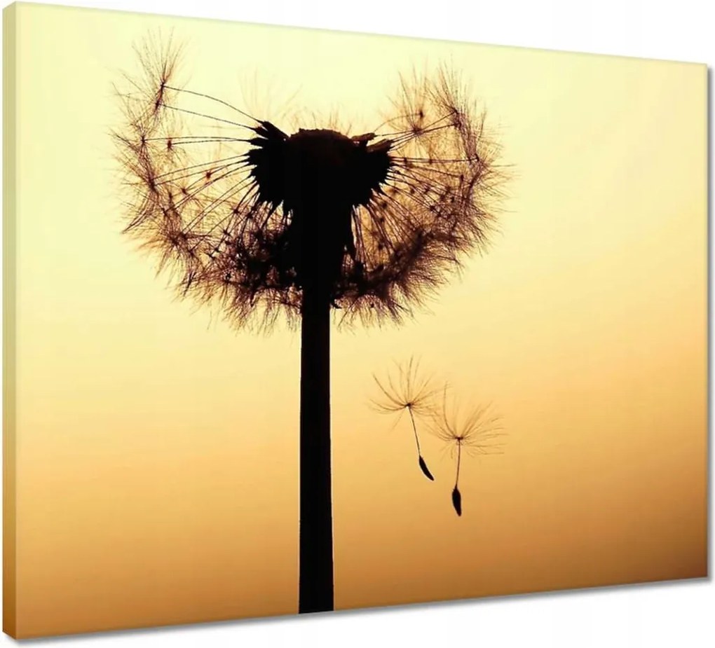 Vászonkép 50x40 Pitypang Virág Virágok