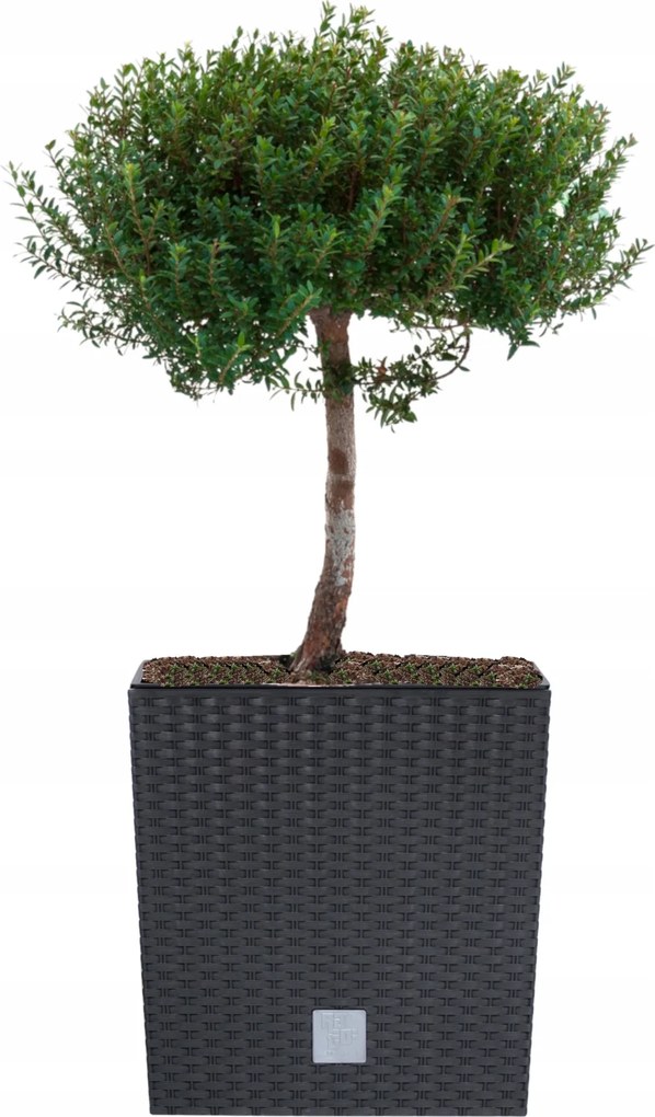 Négyzet alakú virágtartó rattan betét 26x26x26cm antracit