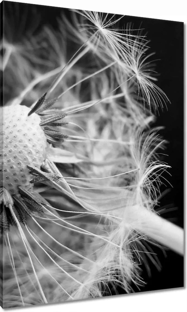 Vászonkép 70x100 Pitypang Virág Virágok