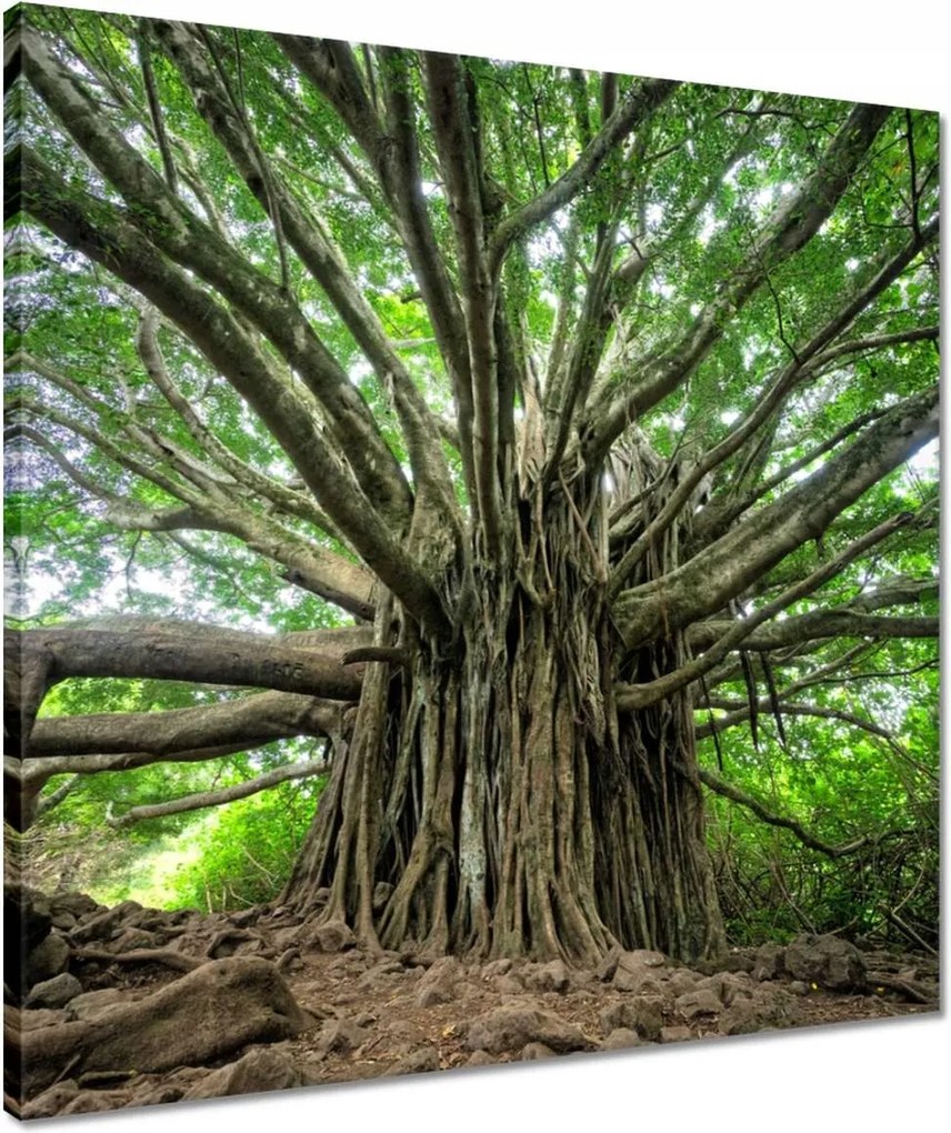 Vászonkép 50x50 Fa Fák Kilátás