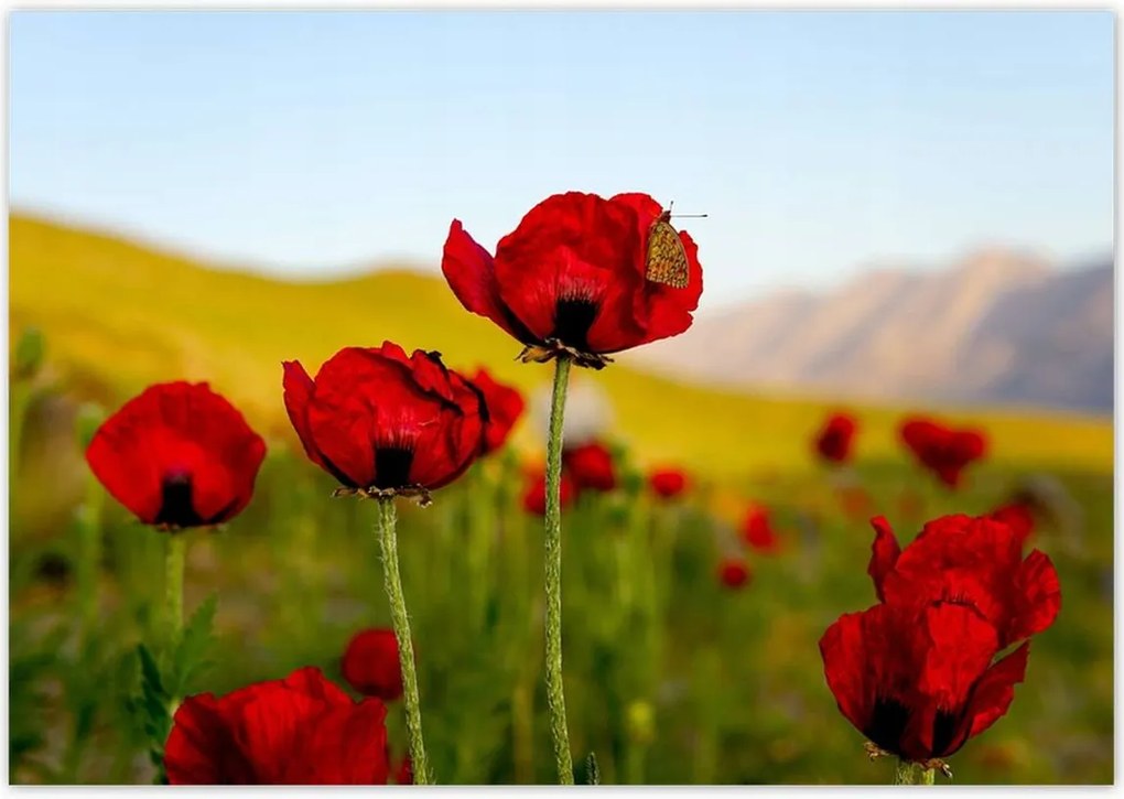 Poszterek 100x70 Piros pipacs Virágok Hegyek