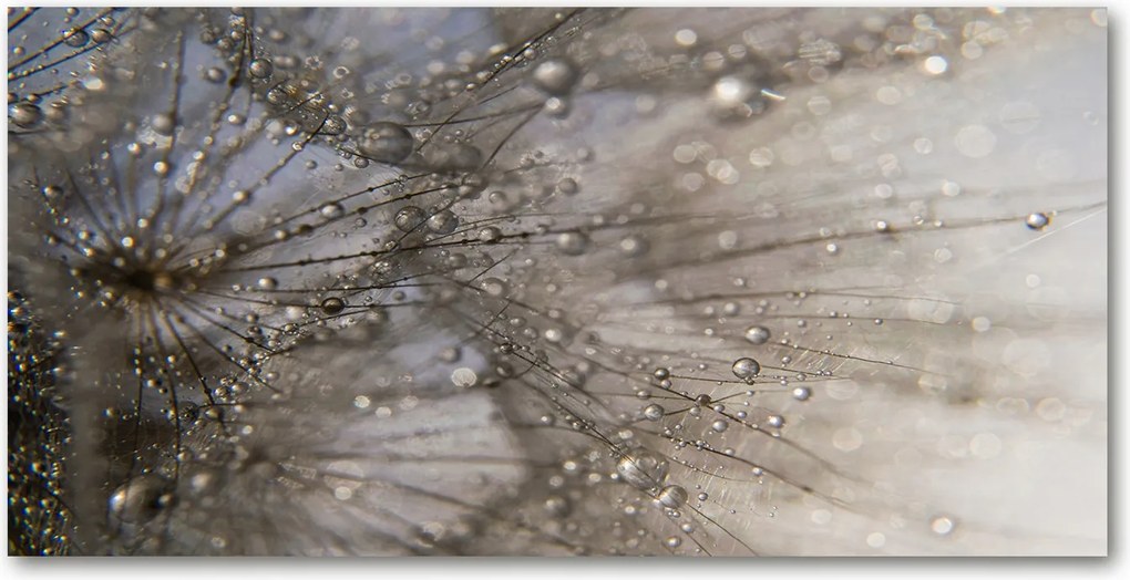 Konyhai panel Pitypang mag 100x50 cm Ragasztó