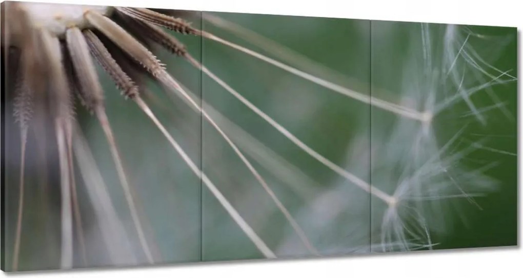 Vászonkép 120x60 Pitypang Virág Virágok