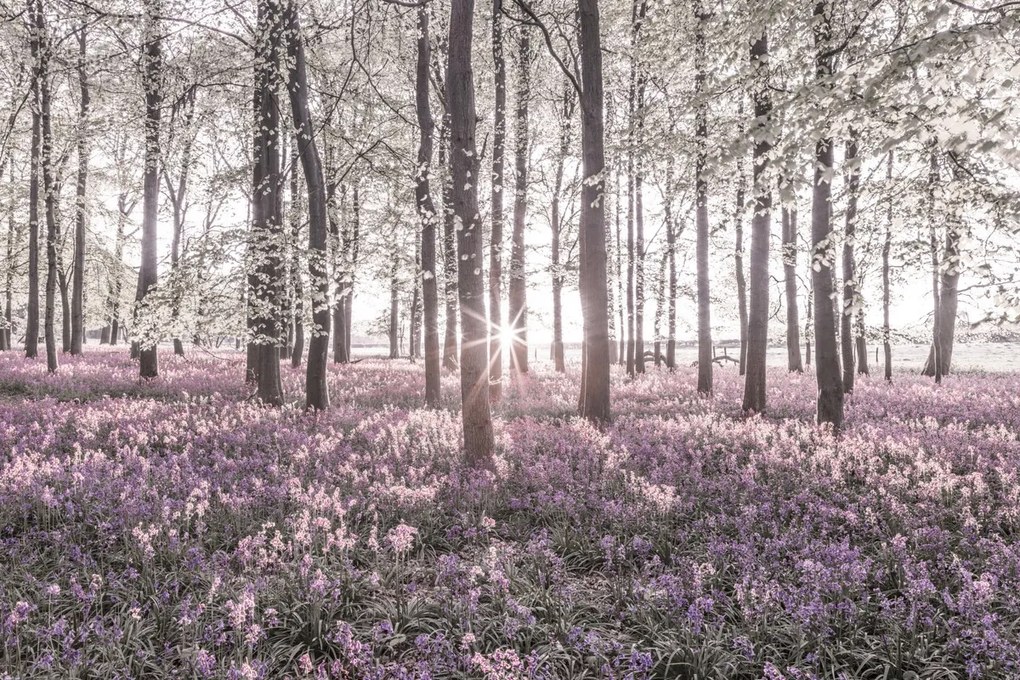 Poszter 91,5x61cm Bluebell erdő tavasszal naplementekor, Assaf Frank