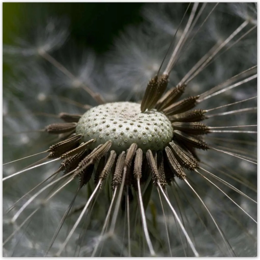 Poszterek 100x100 Pitypang belülről