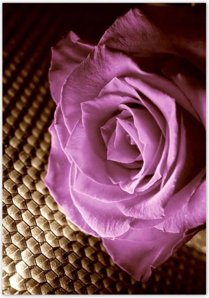 Poszterek 70x100 Rózsa Lila és szépia