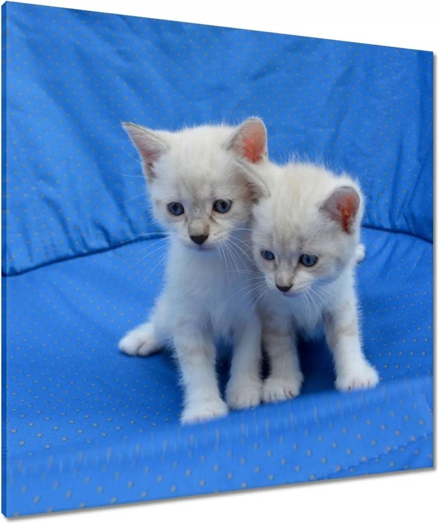 Vászonkép 80x80 Vidám kiscicák Kiscicák