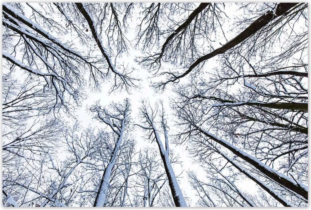 Poszterek 120x80 Fa Fák Kilátás