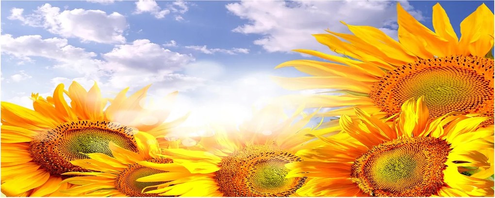 Modern üvegpanel a konyhába Napraforgók XXL