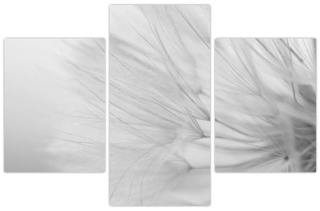 Kép - Pitypang (90x60 cm)