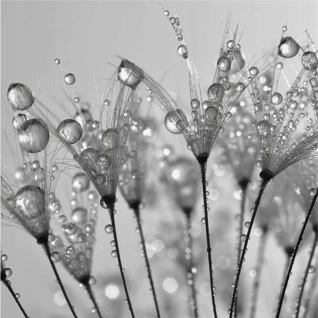 Dekoratív fotótapéta irodába Nedves finomság 250x250