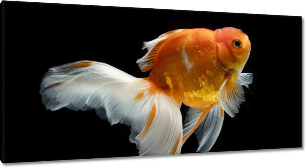 Vászonkép 115x55 Gyönyörű aranyhal fátyol