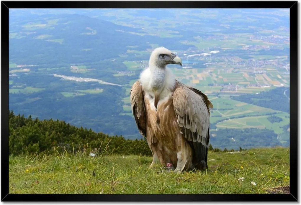 Poszterek keretben 60x40 Veszélyes tekintet