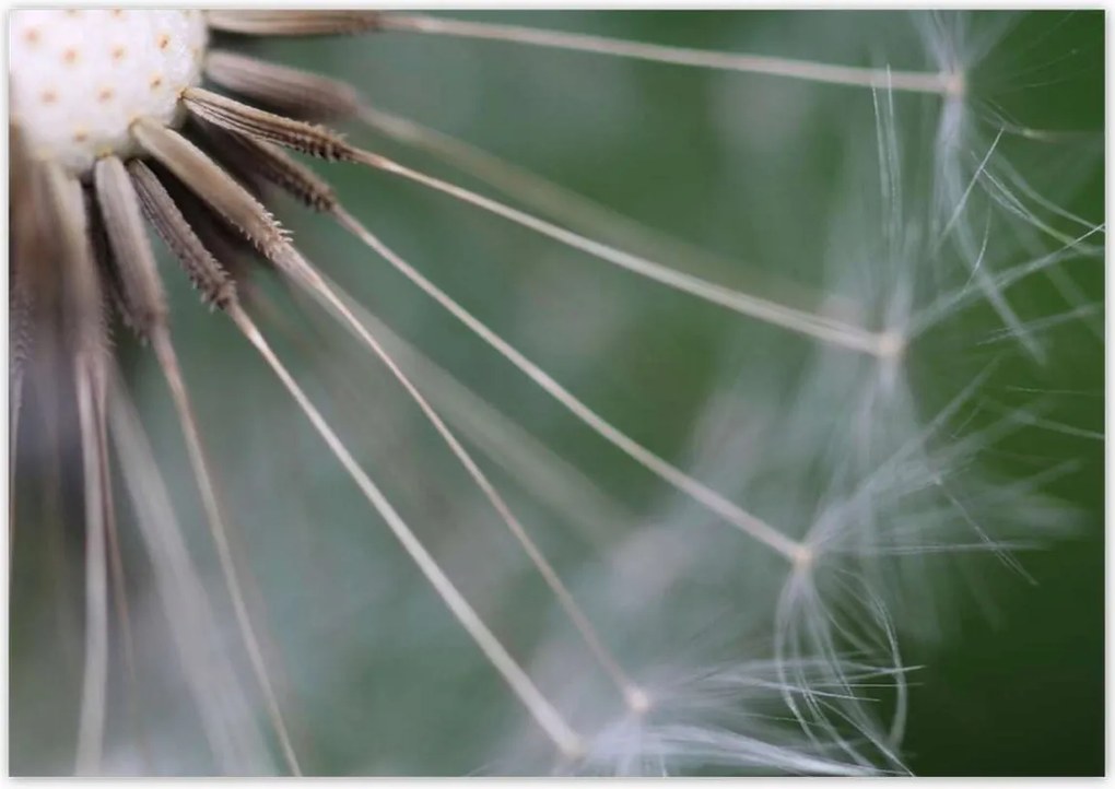 Poszterek 100x70 Pitypang Virág Virágok