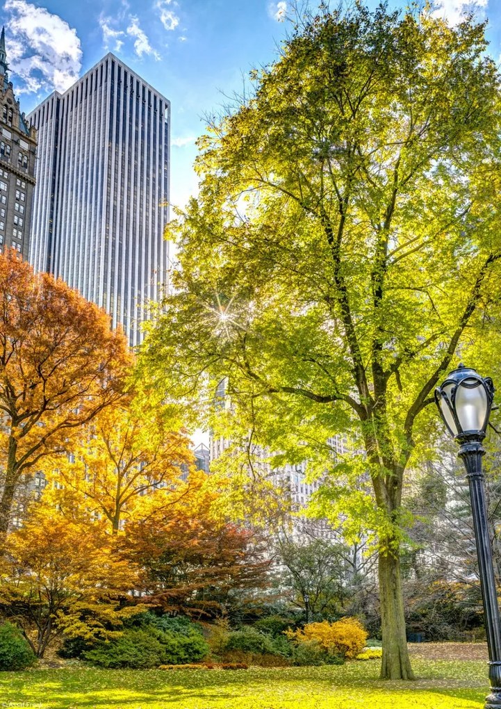 Poszter 21x29,7cm Őszi Központi Park, Assaf Frank