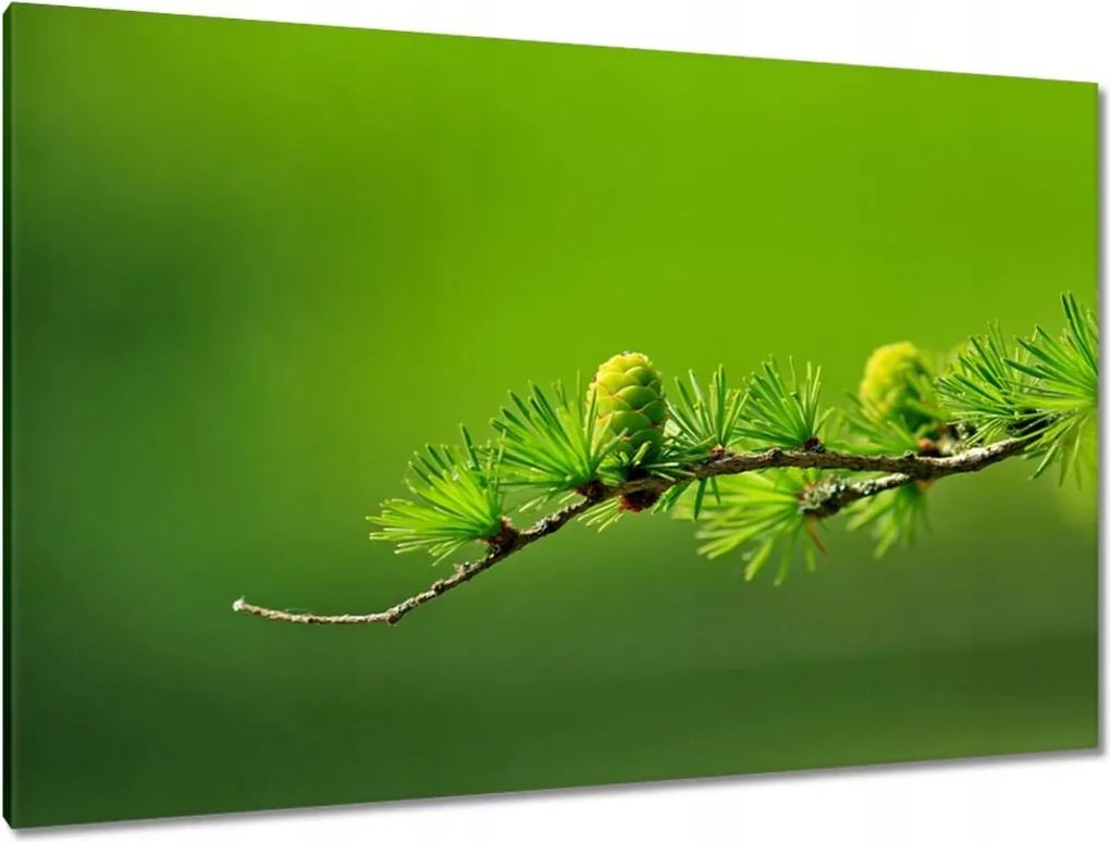 Festmények 120x80 Fa Fák Kilátás