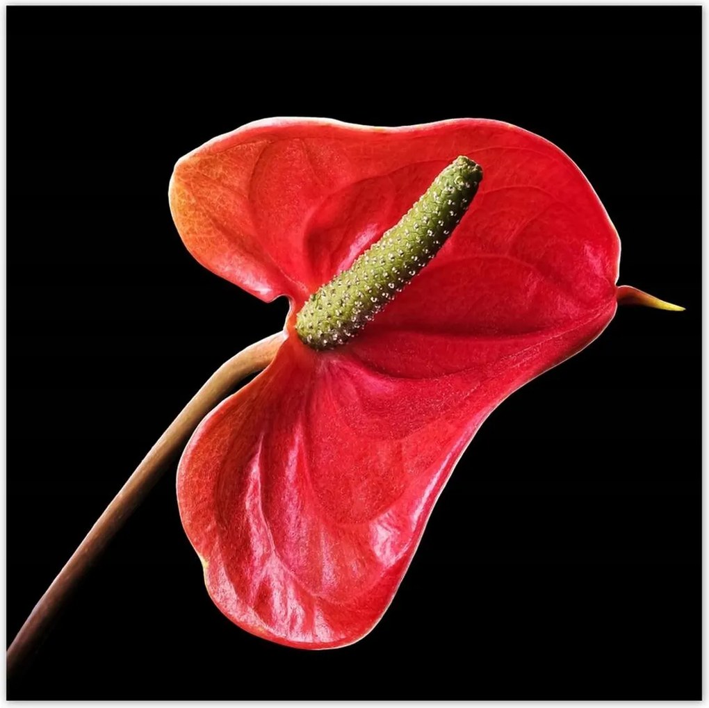 Poszterek 100x100 Piros virág Anturium