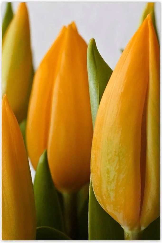 Poszterek 80x120 Sárga tulipánok
