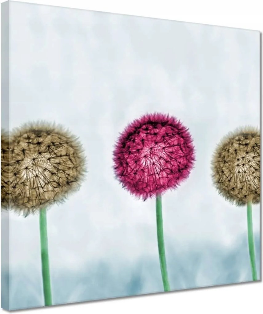 Vászonkép 30x30 Pitypangok