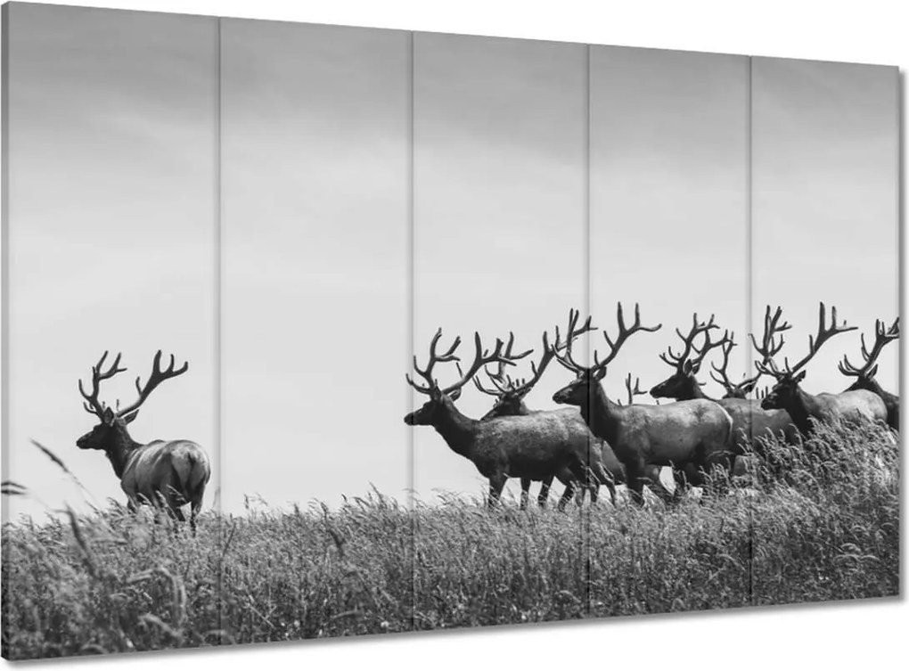 Vászonkép 100x70 Szarvascsorda Felszarvazott