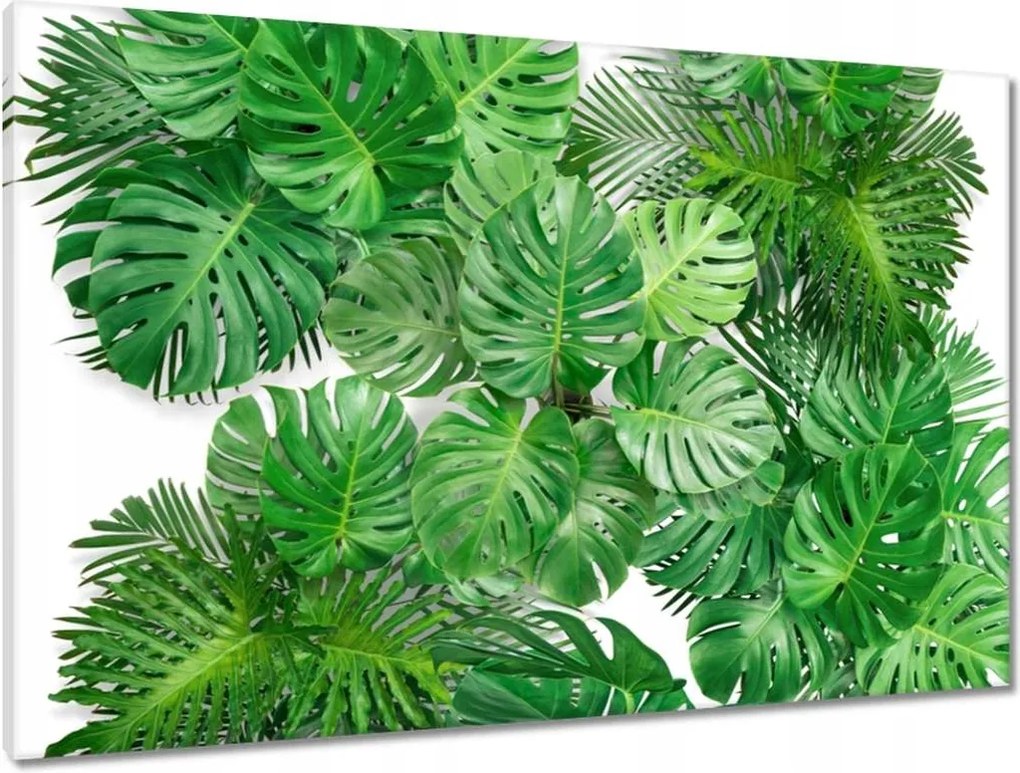 Vászonkép 90x60 Monstera Lyukas levelek