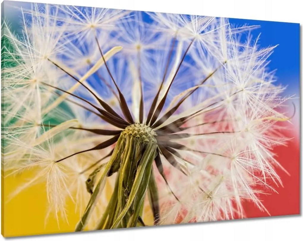 Vászonkép 100x70 Pitypang színekben